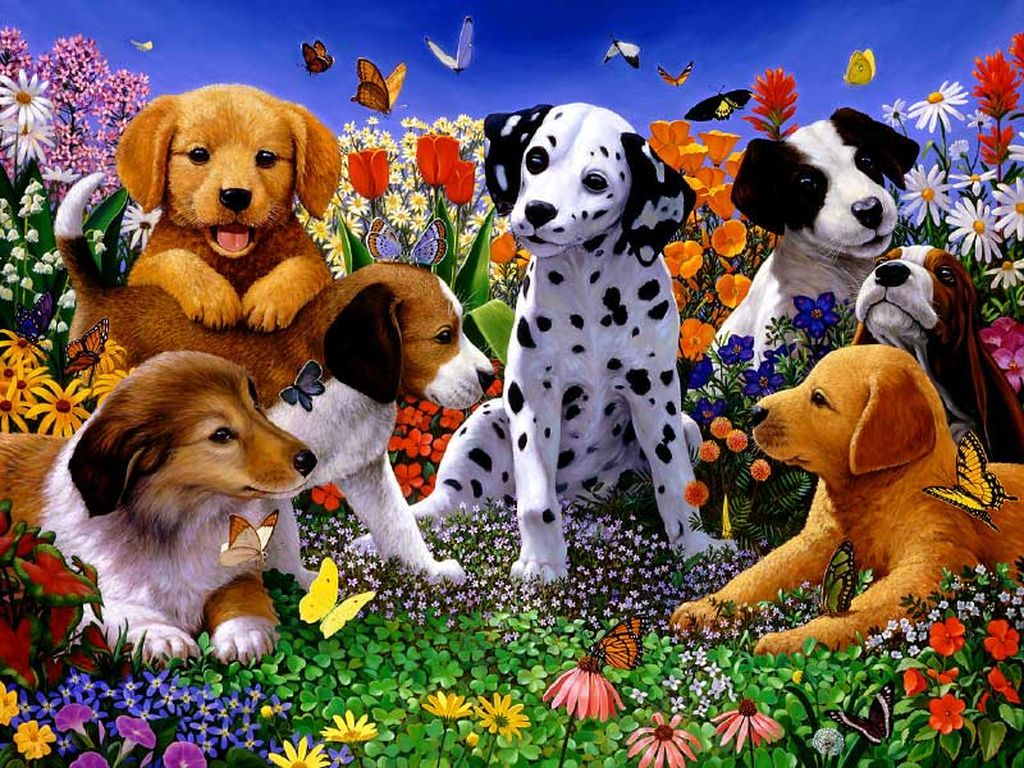 Картинки Собак В Магазине