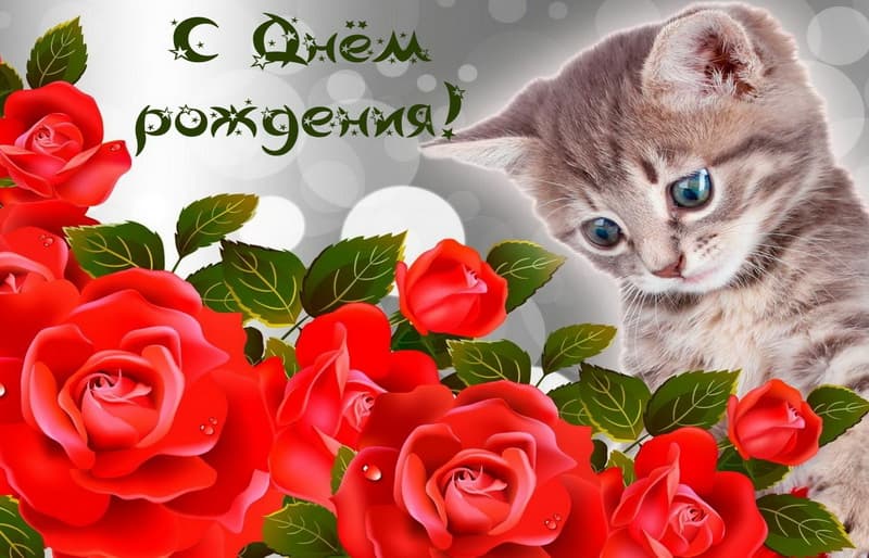 Розы и котенок с поздравлениями