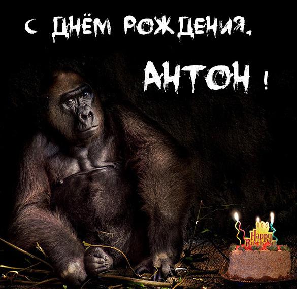 Прикольная картинка с днем рождения, Антон