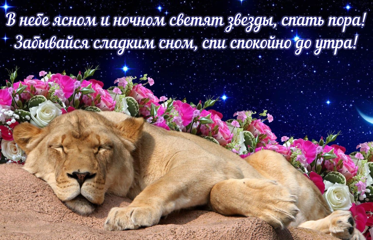 спокойной ночи картинки с львом