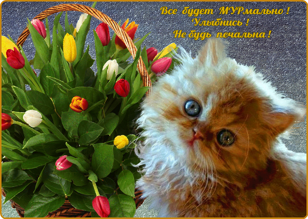 Вам хотим пожелать не грустить не скучать. Цветы для настроения. Кот с цветами открытка. Цветы и котик открытка. Котенок с букетом цветов.