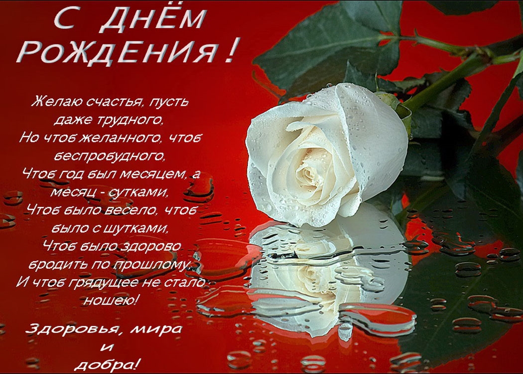 Белая роза с пожеланиями знакомой