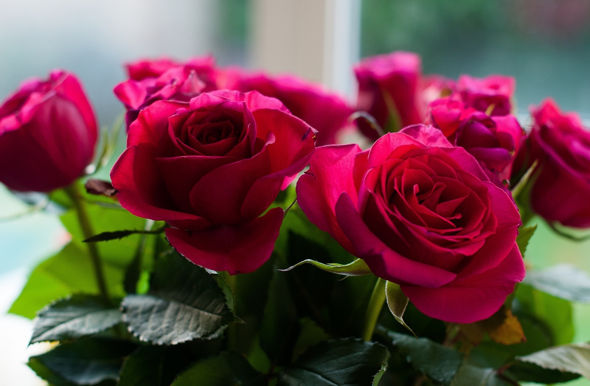 Картинка с бархатными розами