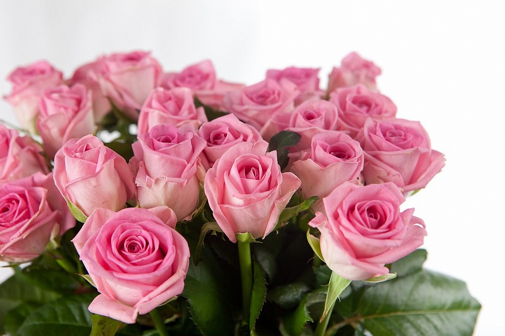 Открытка с нежными розовыми розами