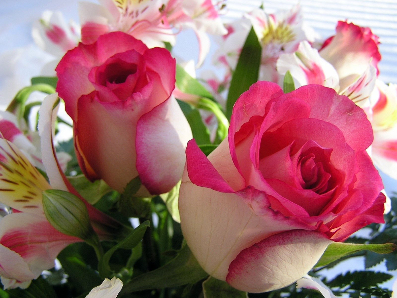 Открытка с бело-розовыми розами