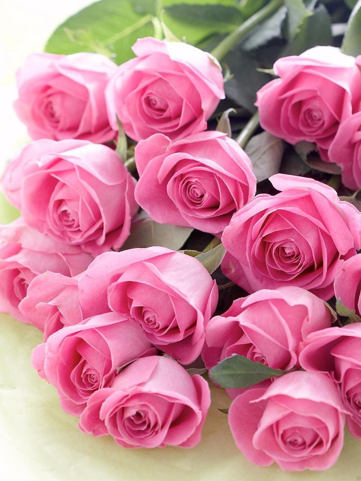 Картинка с великолепными розовыми розами