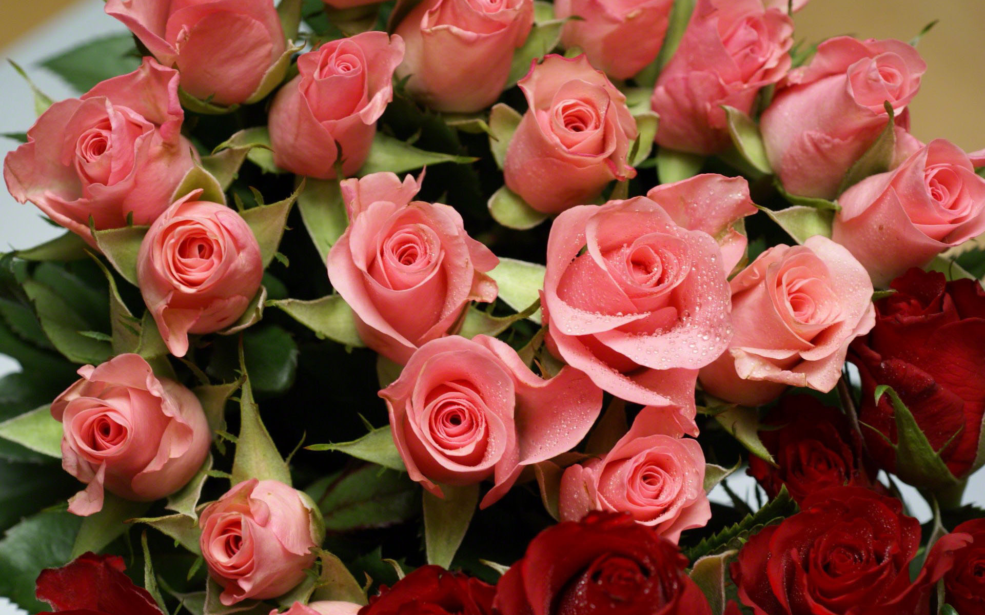 Открытка с нежными розовыми розами