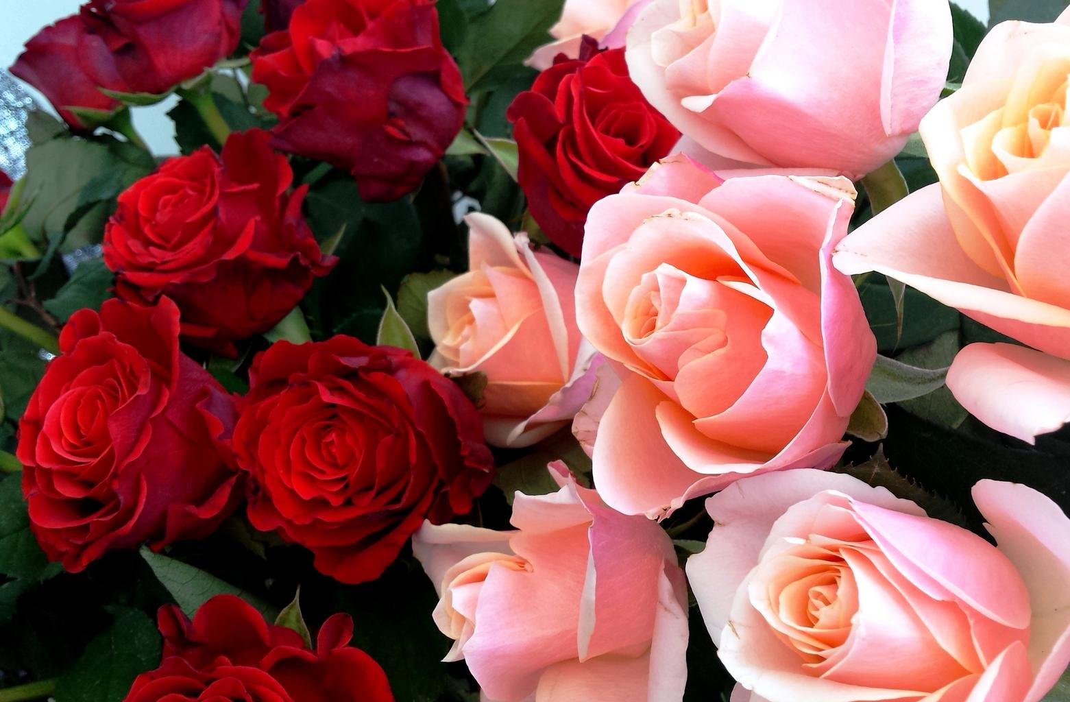 Картинка с розовыми розами