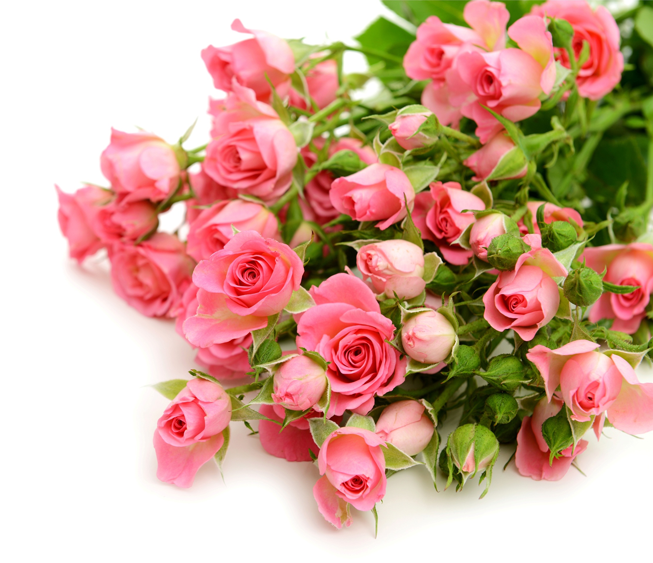 розы с днем рождения женщине красивые картинки