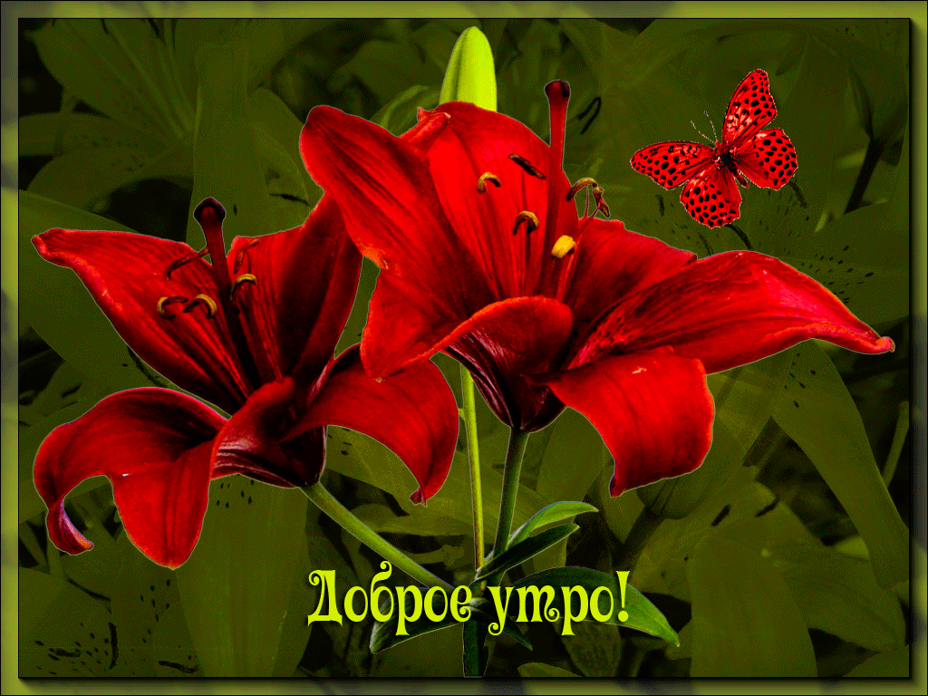Анимационная открытка с лилиями в доброе утро