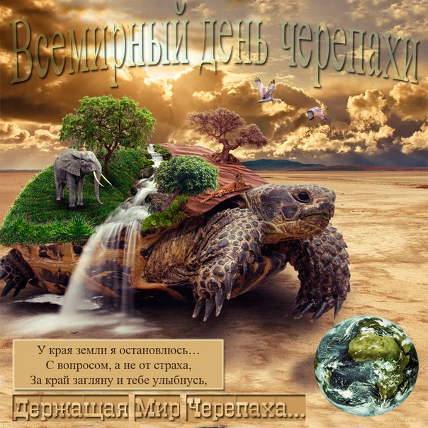 Красивая открытка со всемирным днем черепахи