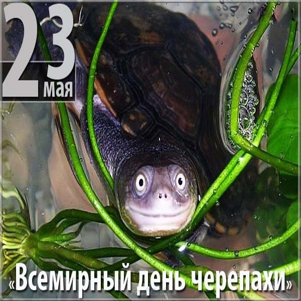 Открытка всемирный день черепахи