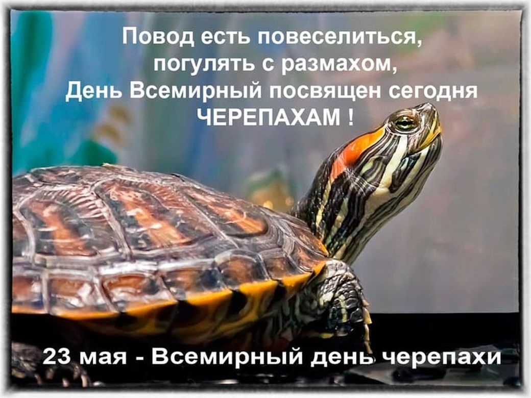 Открытка со всемирным днем черепахи
