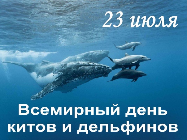 Картинка всемирный день китов и дельфинов