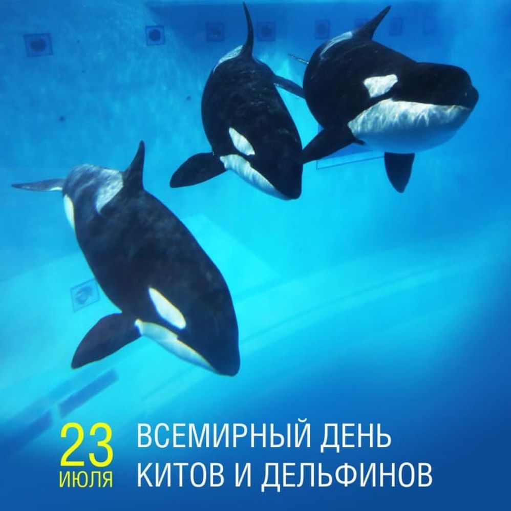 Картинка всемирный день китов и дельфинов