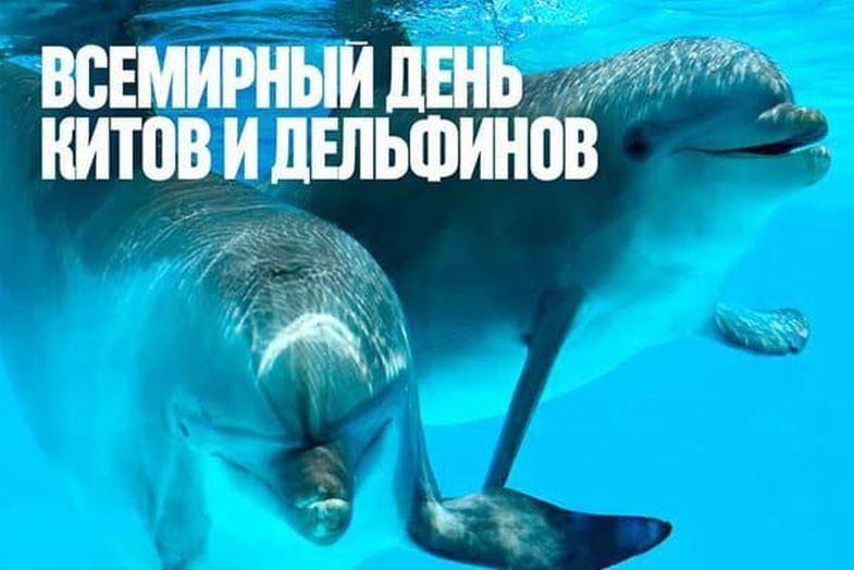 Открытка всемирный день китов и дельфинов