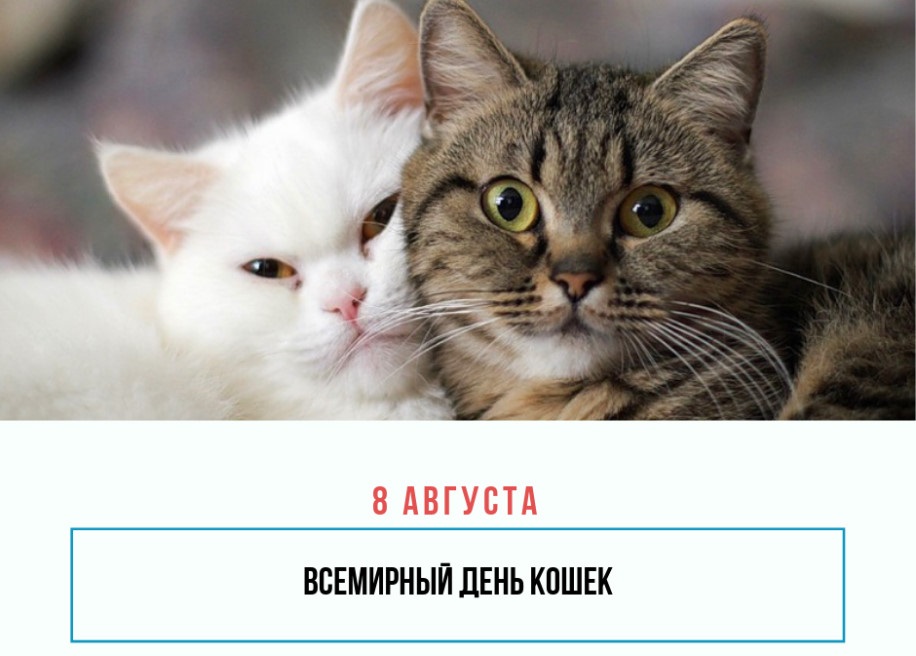 Картинки с днем кота