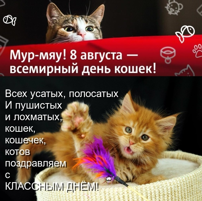 Прикольная открытка на международный день кошек