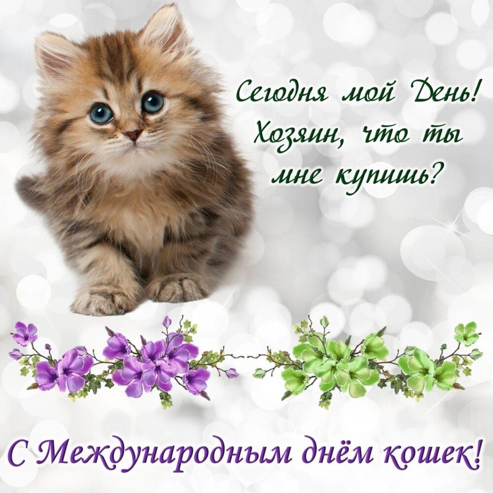 Нежная открытка с международным днем кошек