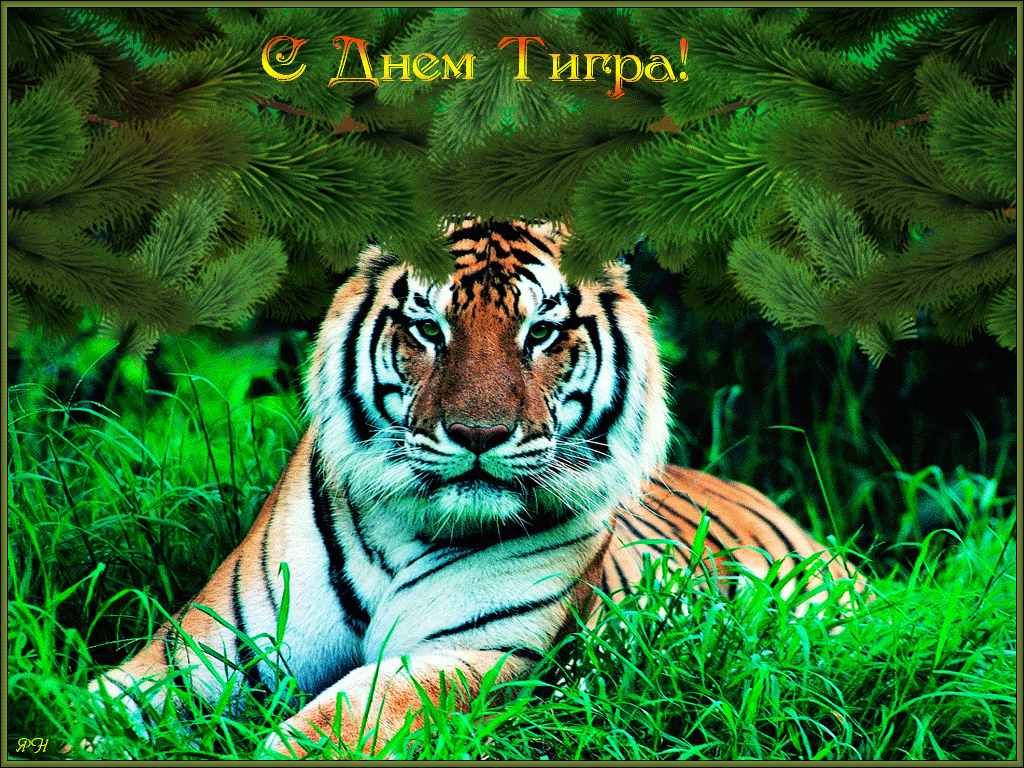 Красивая открытка с днем тигра