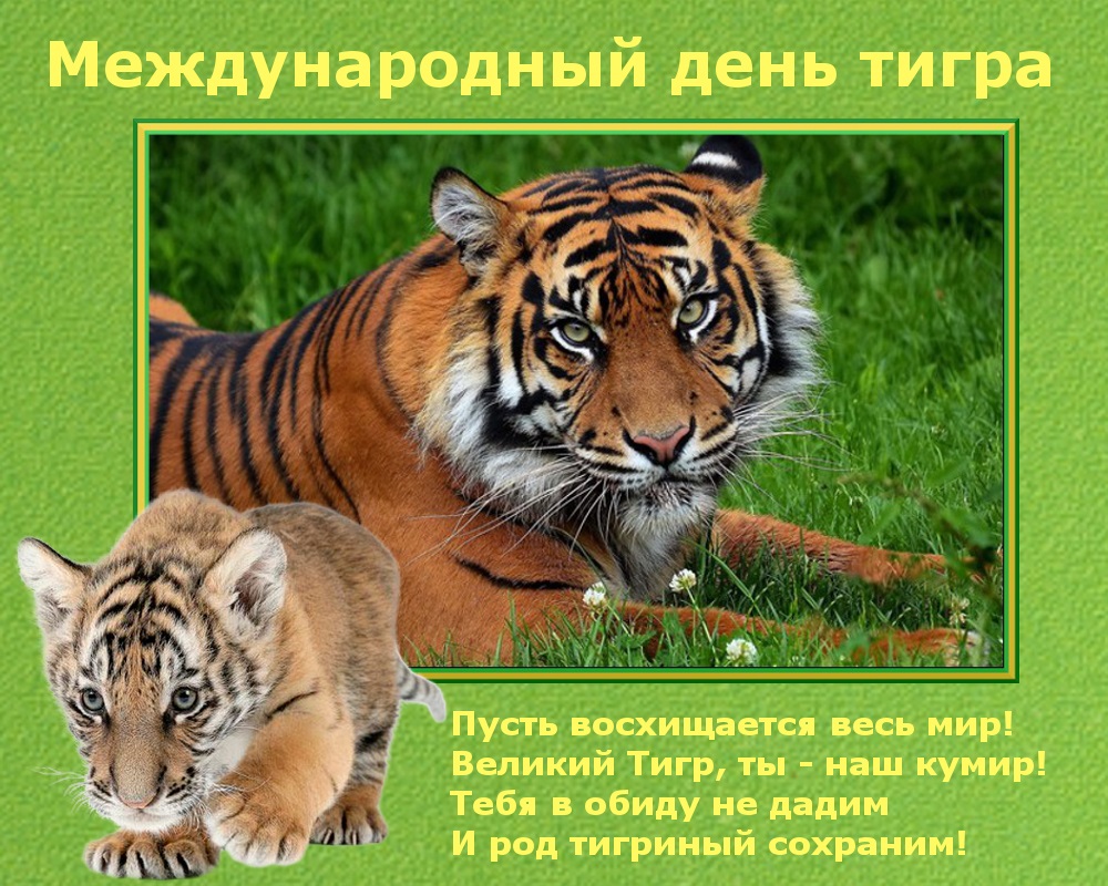 Поздравительная картинка международный день тигра