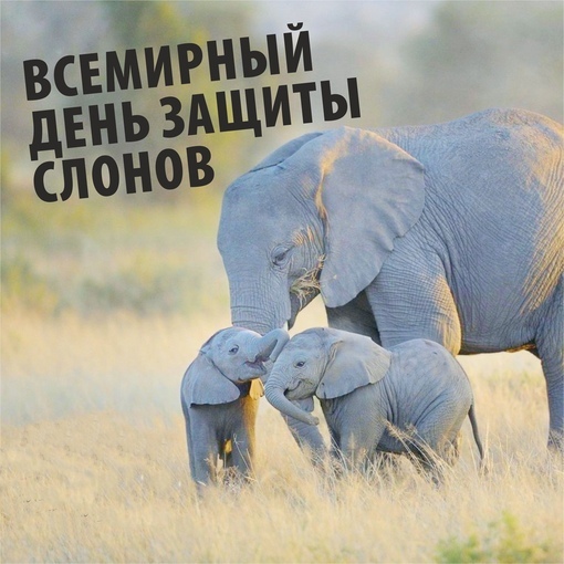 Открытки со всемирным днем защиты слонов