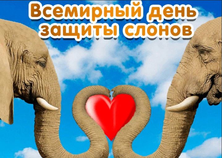 яркая открытка всемирный день защиты слонов