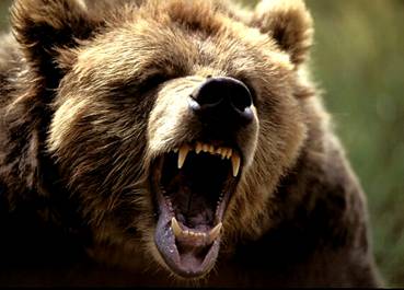Медведь скалит зубы.