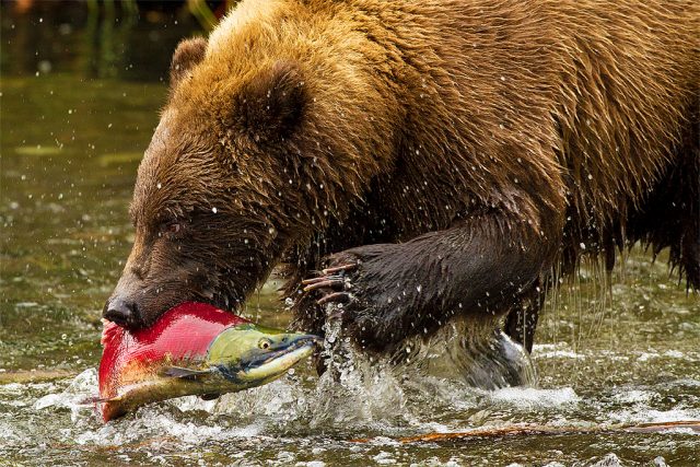 Медведь ловит рыбу.