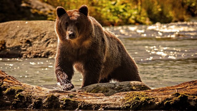 Медведь на реке.