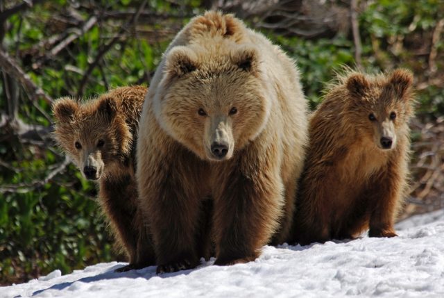 Семья медведей гризли.