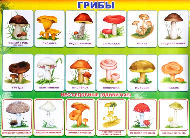картинка для детей съедобные и несъедобные грибы