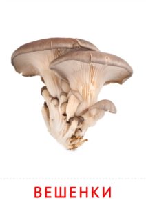 картинки со съедобными грибами