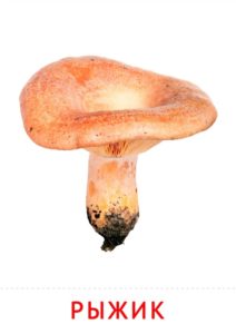 съедобные грибы для детей