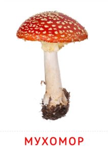 ядовитые грибы для детей