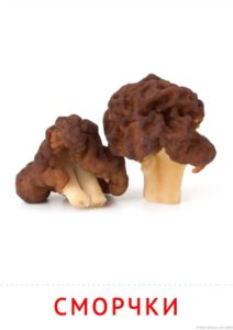 картинки с грибами сморчками