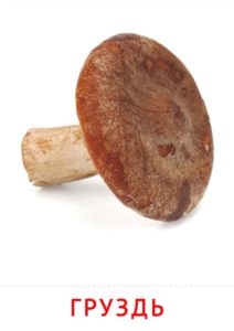 картинки с осенними грибами