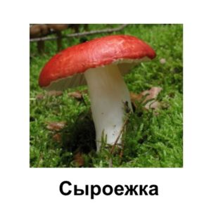 картинки для детей с грибами сыроежками