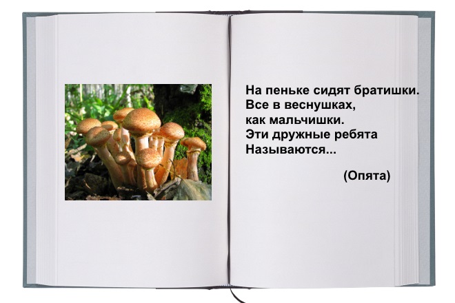 картинки с названиями грибов