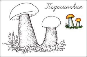 картинка грибы подосиновики