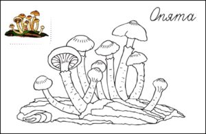 картинка грибы опята