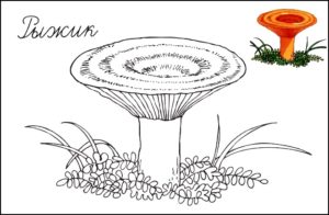 картинка гриб рыжик