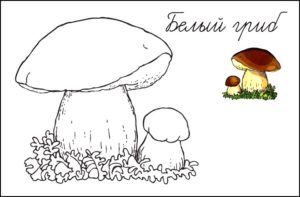 Картинка белого гриба
