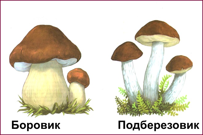 картинка для детей с съедобными грибами