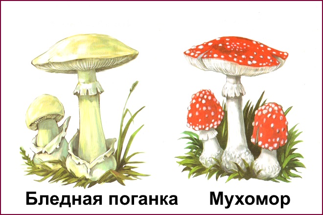 картинка с несъедобными грибами