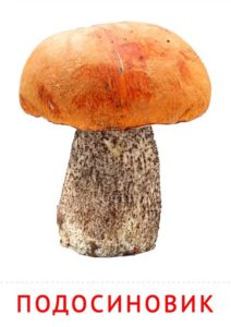 картинки для детей с грибами
