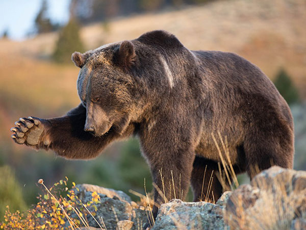 Медведь на фоне природы.