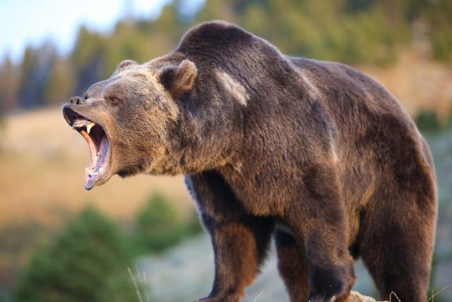 Медведь скалит зубы.