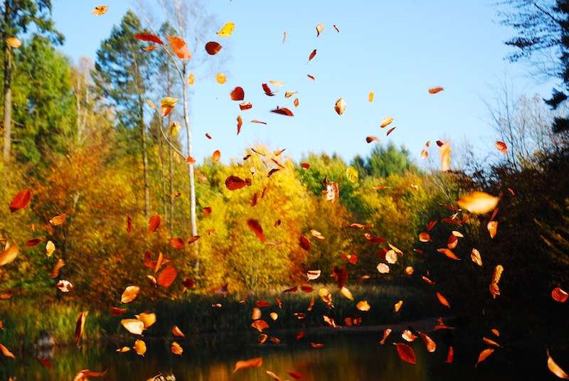 картинка падающих листьев