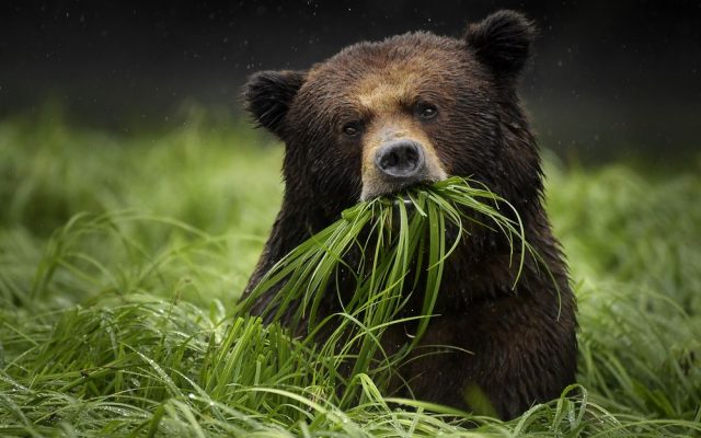 Медведь жует траву.